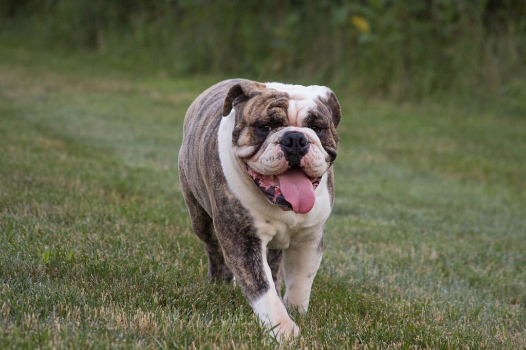 English bulldog running