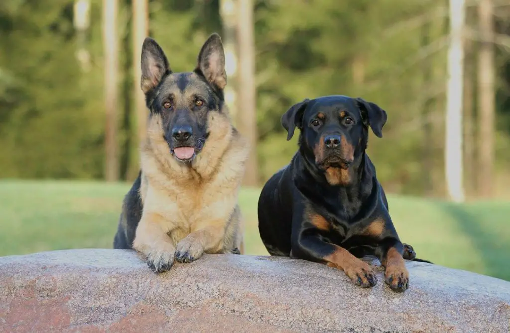 Rottweiler and German shepherd