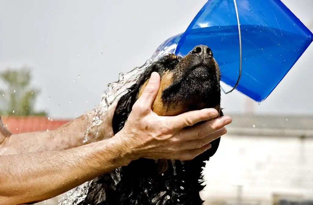 Rottweiler being bathed 