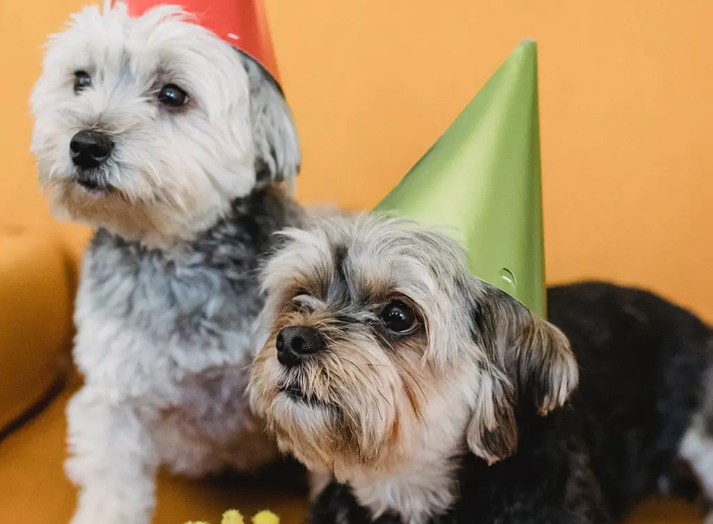 2 yorkies with birthday hats