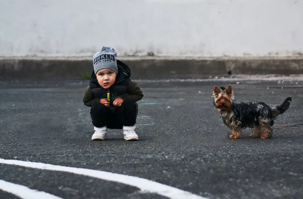 Yorkie with a toddler