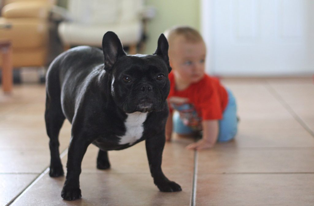 FRENCH BULLDOG WITH TODDLER
