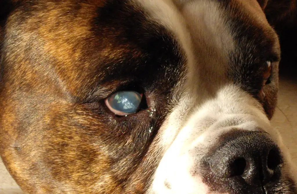 10 English Bulldogs Eye Problems Symptoms and Treatment