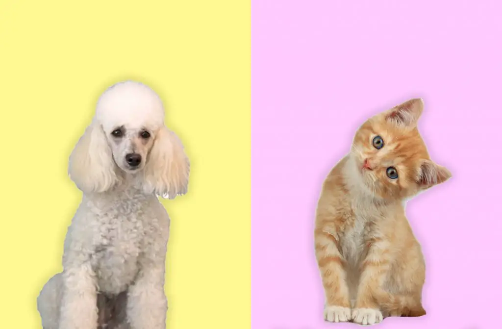 kitten and poodle divided screen