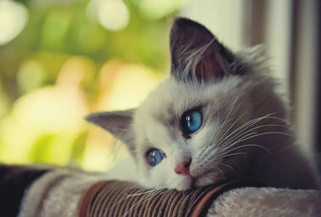 sad cat