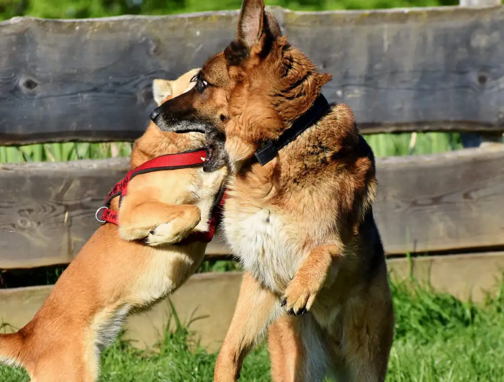 GSD PLAYING WITH ANOTHER DOG