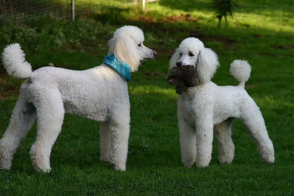 TWO POODLES