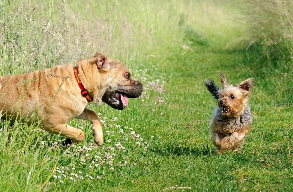 Yorkie running from another dog