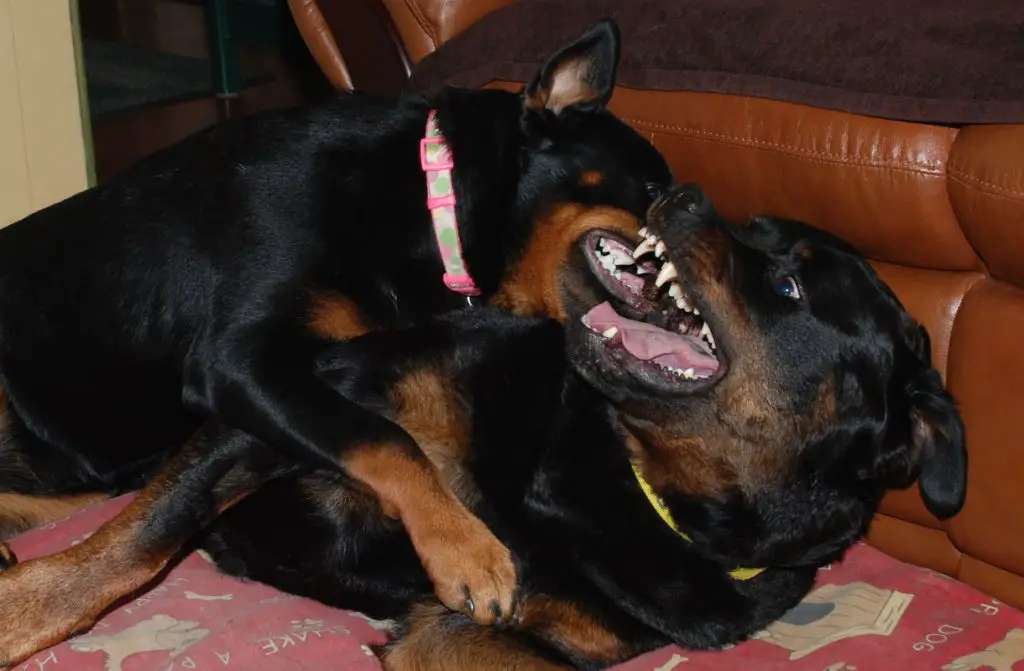 TWO ROTTWEILERS FIGHTING
