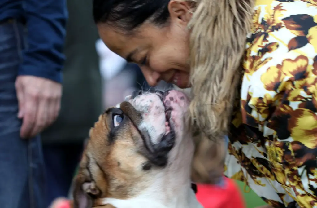 Woman kissing an english bulldog