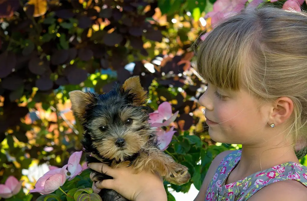 Yorkie with a girl