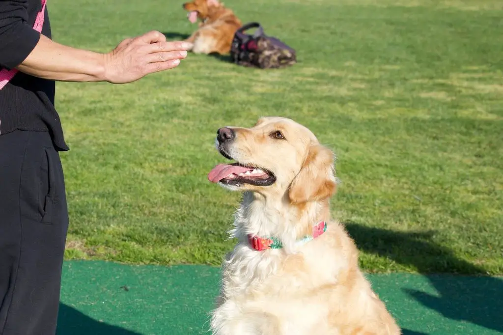 Golden being trained 