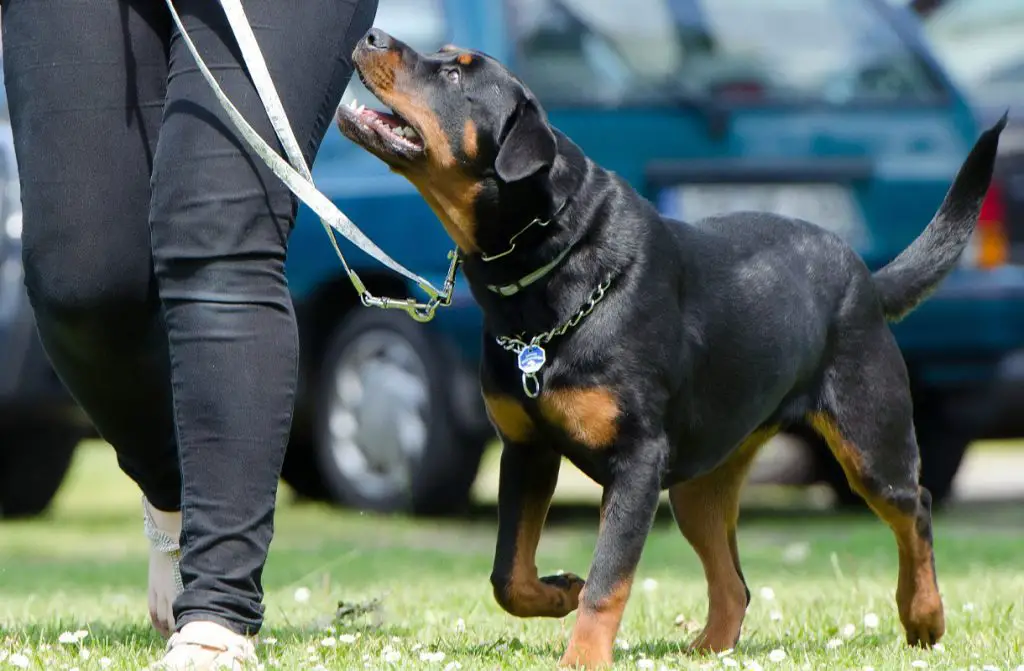 ROTTWEILER WALKING WITH A WOMAN