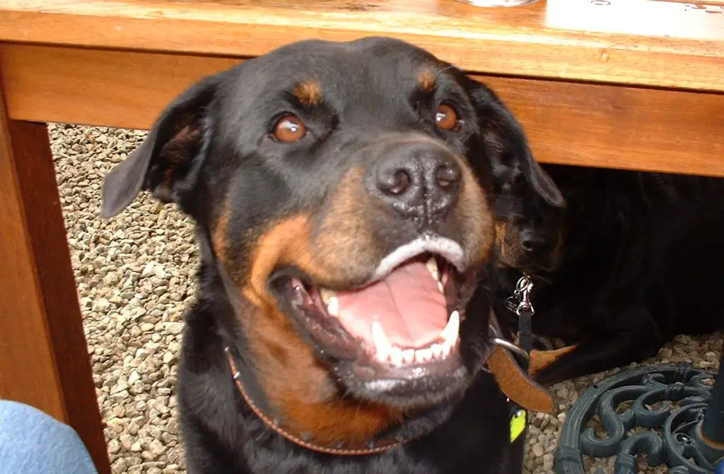 ANGRY ROTTWEILER