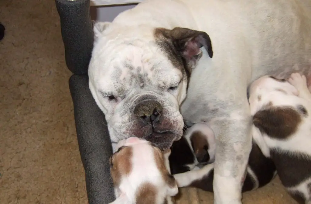 English bulldog with her puppies