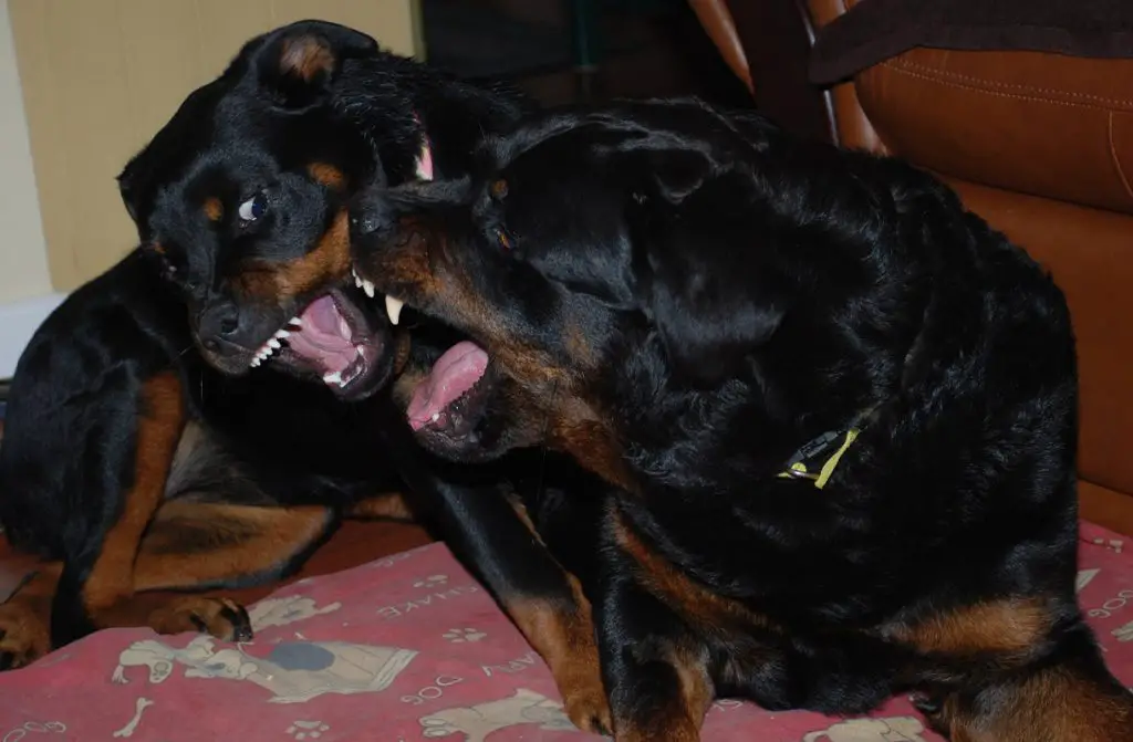 TWO ROTTWEILERS PLAYING