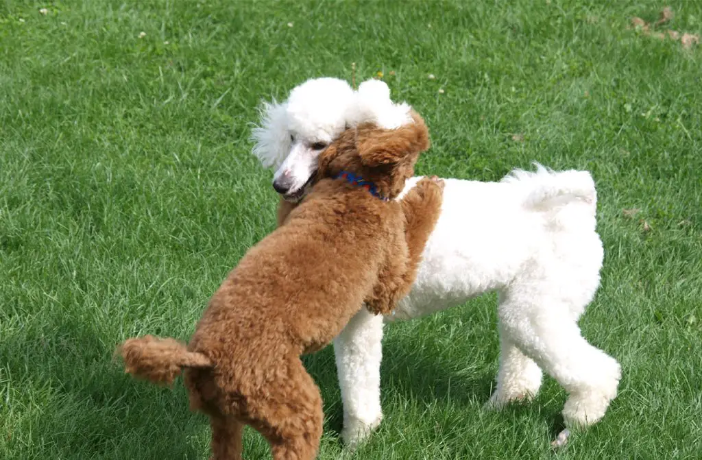 TWO POODLES PLAYING