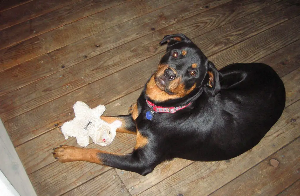 ROTTWEILER PLAYING WITH TOY