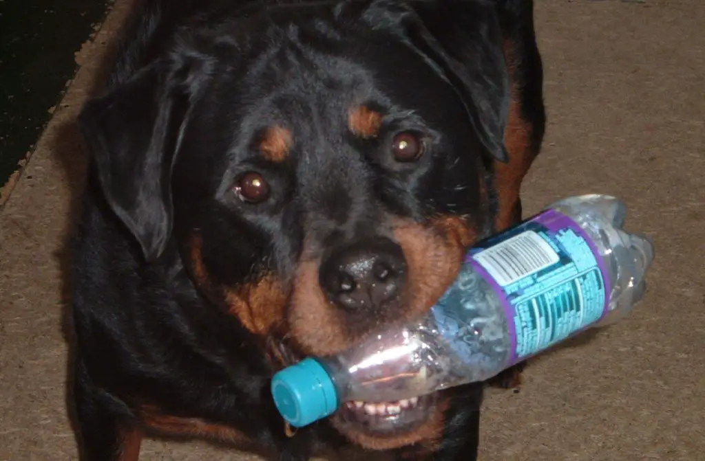 ROTTWEILER WITH A WATER BOTTLE