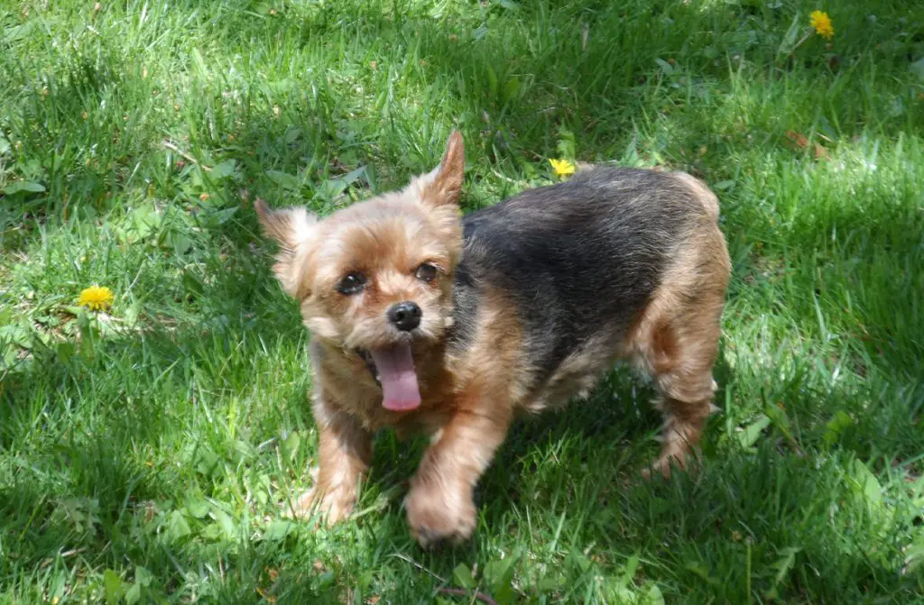YORKIE IN THE PARK