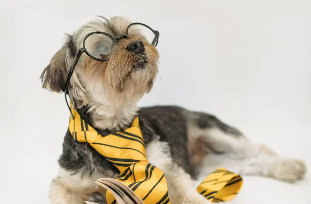 YORKIE WITH GLASSES
