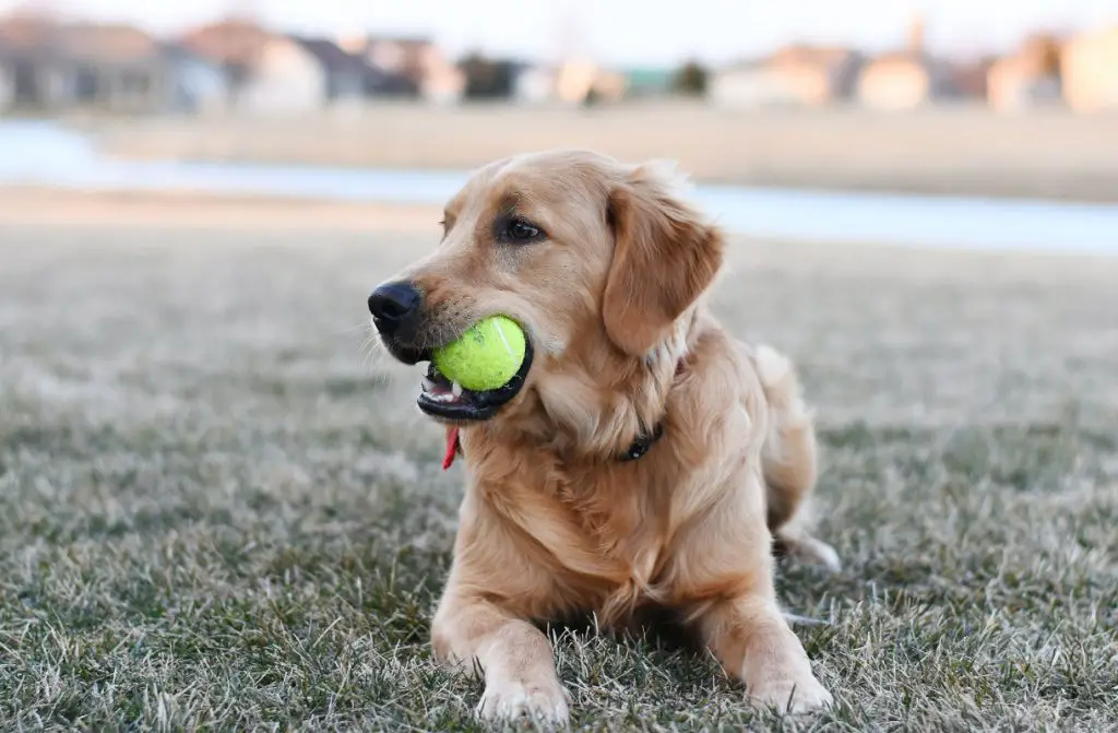 golden retriever with ball in the mouth