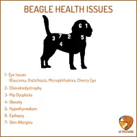 Graphic showing common health problems in Beagles over the Beagle anatomy