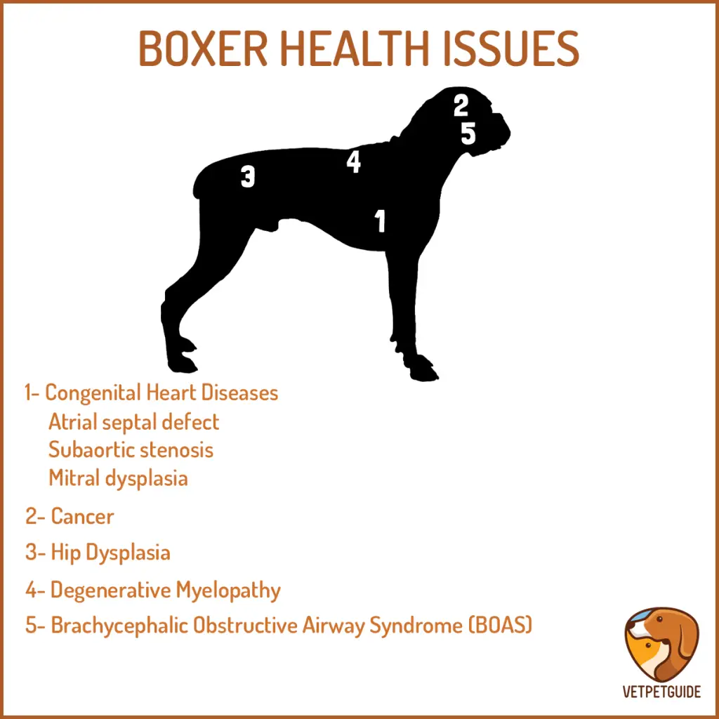 Graphic showing common health problems in Boxers over a boxers anatomy