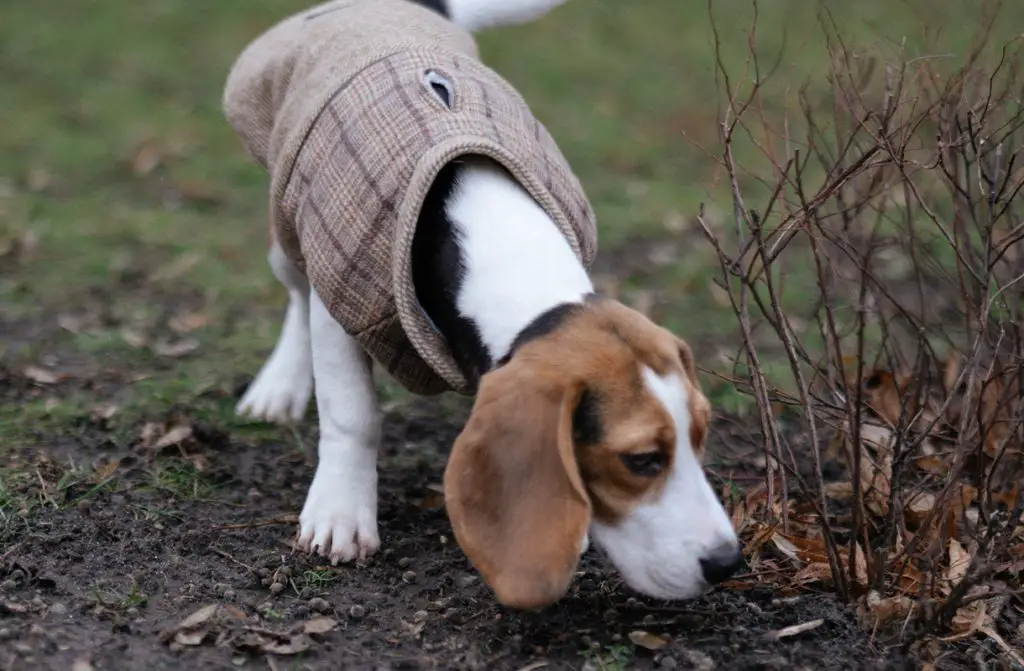 BEAGLE IN THE PARK