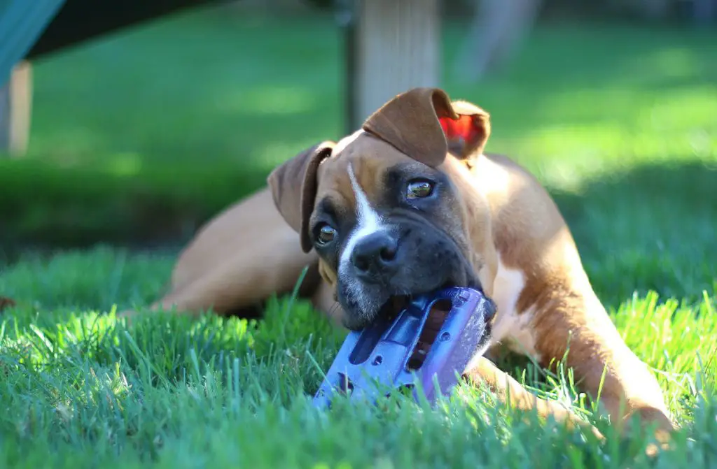 BOXER PLAYING WITH TOY