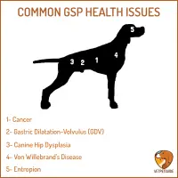 Graphic showing the most common health issues of German Shorthaired Pointers superposed on its anatomy