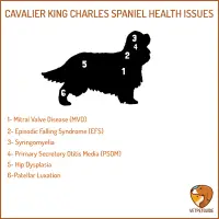 Graphic listing the most common health issues in Cavalier King Charles Spaniel over its body silhouette