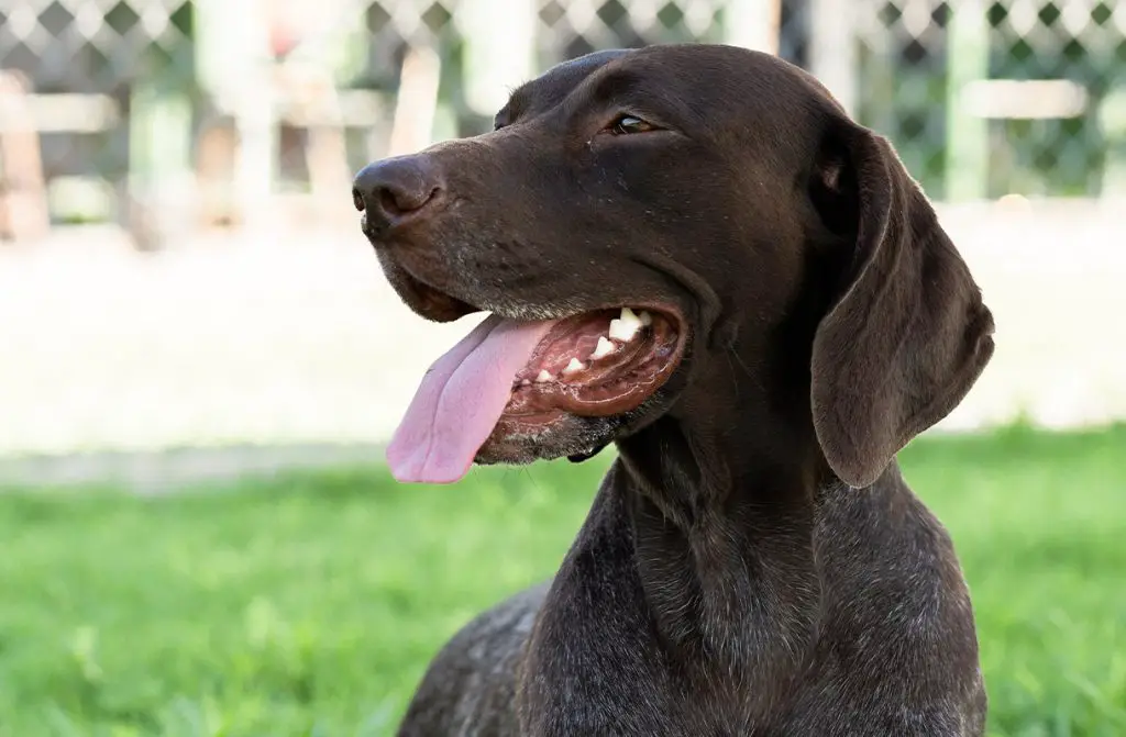 foods to avoid german shorthaired pointer 3