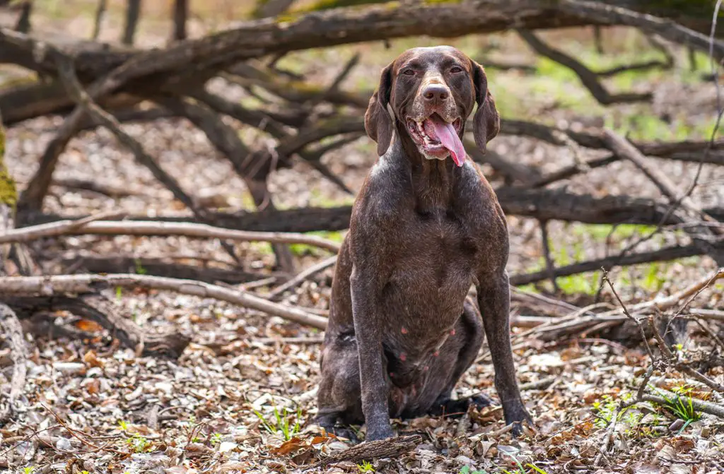 foods to avoid german shorthaired pointer 4