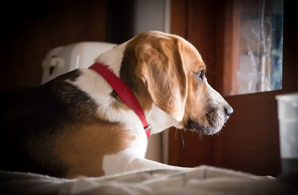 BEAGLE LOOKING AT THE WINDOW