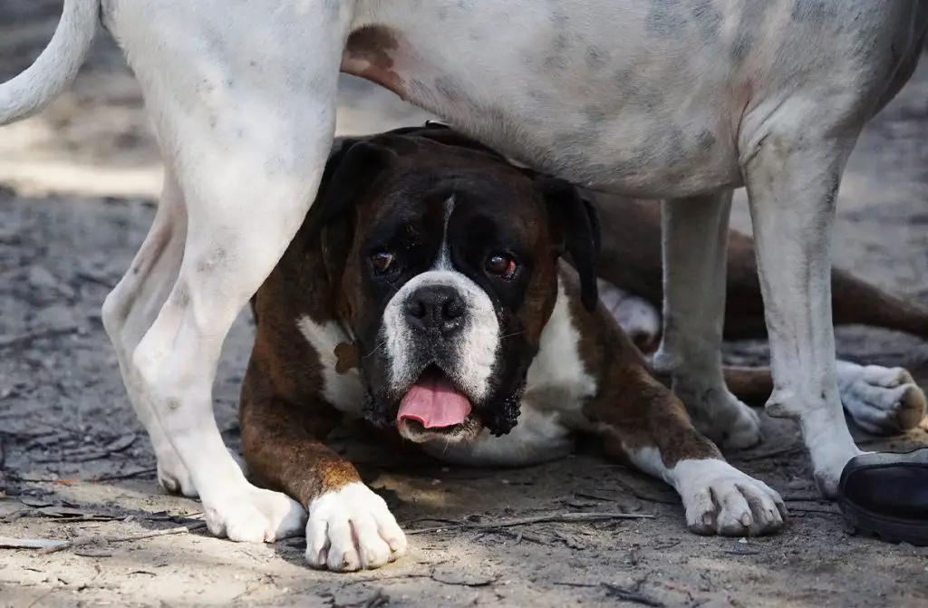 BOXER UNDER ANOTHER DOG