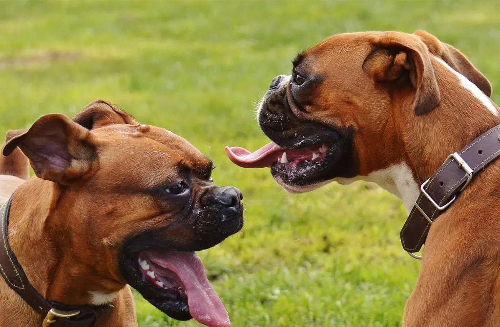TWO BOXERS PLAYING IN THE PARK