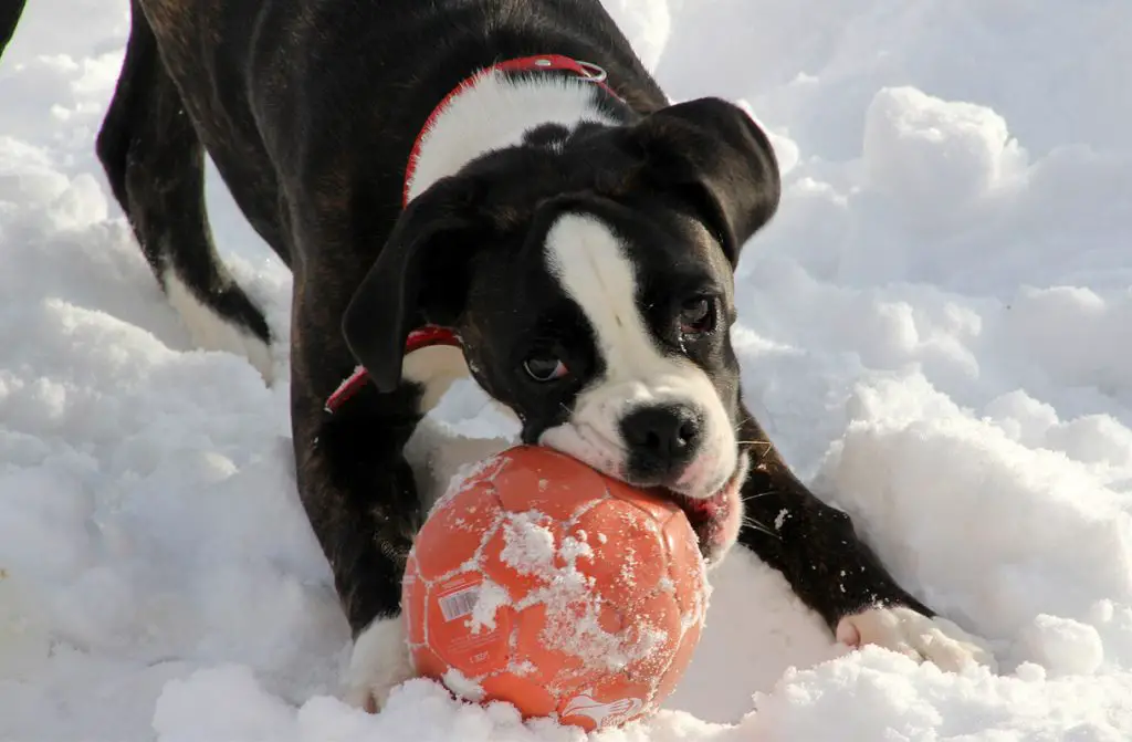 BOXER PLAYING WITH A BALL