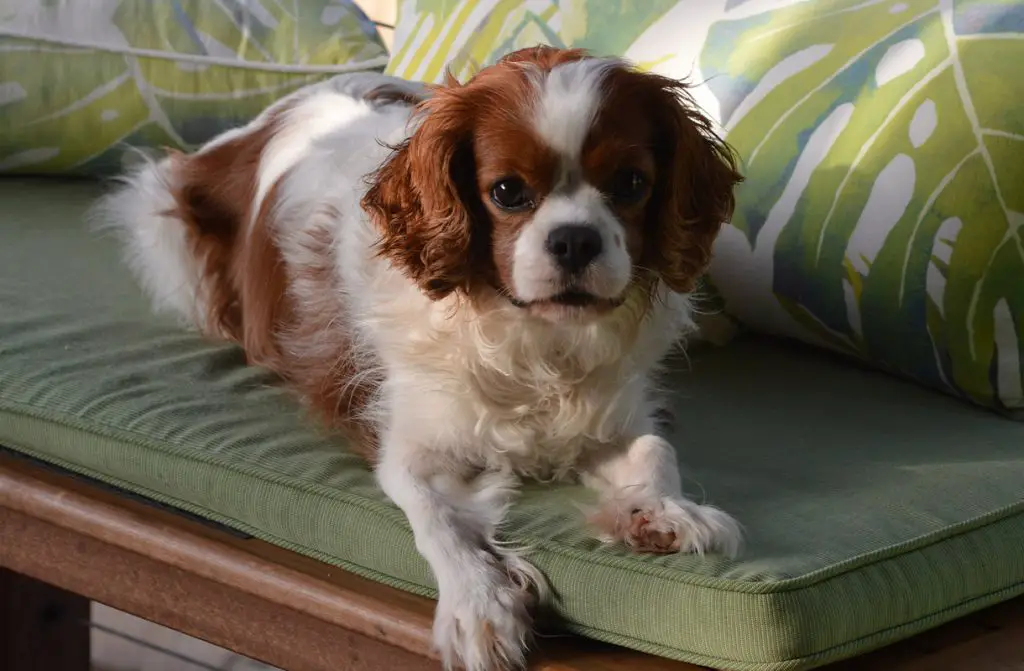 CAVALIER KING CHARLES SPANIEL ON A COUCH