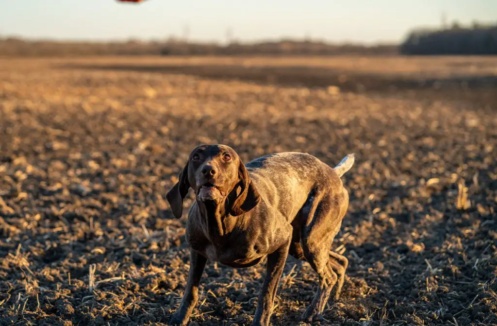 GERMAN SHORTHAIRED POINTER AGGRESSIVE