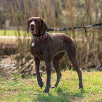 GERMAN SHORTHAIRED POINTER AGGRESSIVE