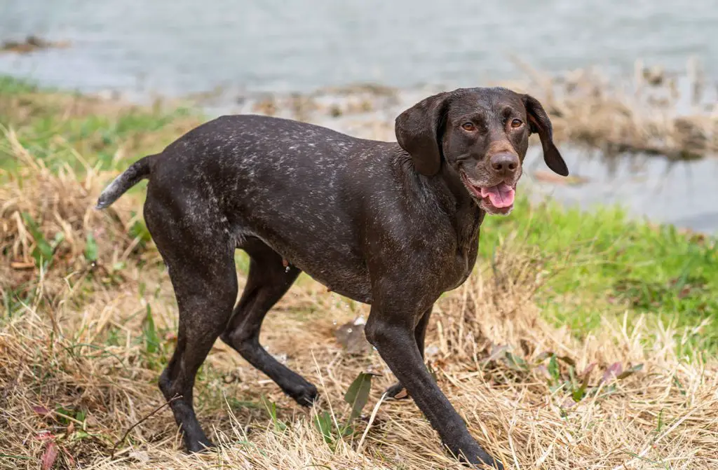 GERMAN SHORTHAIRED 